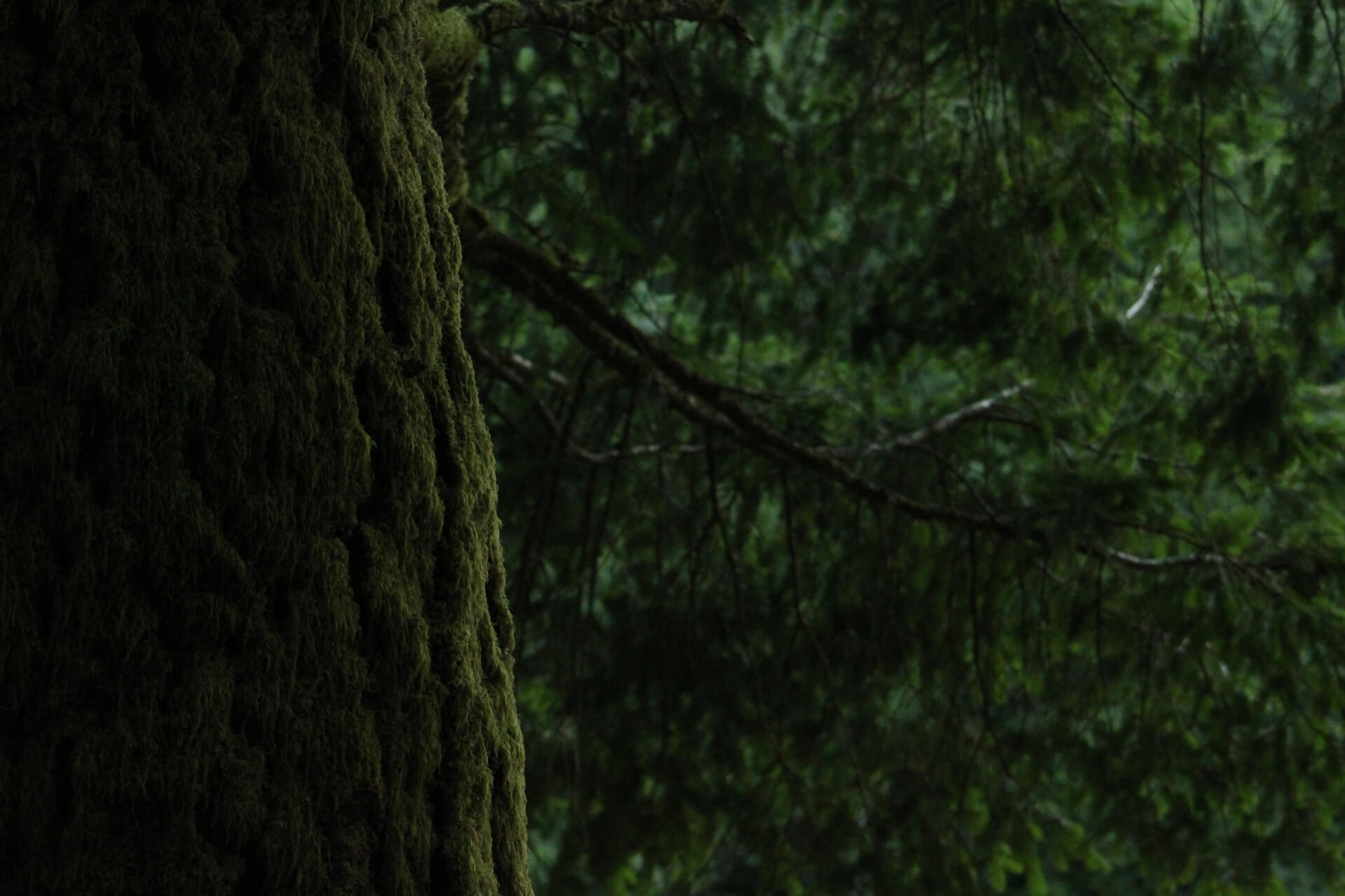 Paksu puu tummassa metsässä.